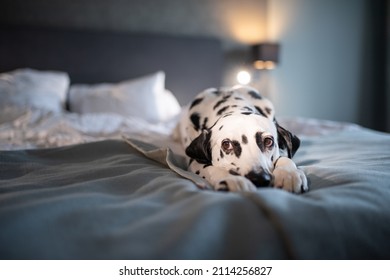 Dalmatian Dog On White Soft Comfortable Bed. Pet In Hotel Room. Pet Friendly Hotel. Travel With Pet. Sleepy Dog In Bed. Lazy Dog. Sad Dog Waiting For Owner. Copy Space. Place For Text