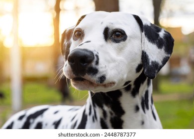 Dalmatian dog outdoor closeup portrait