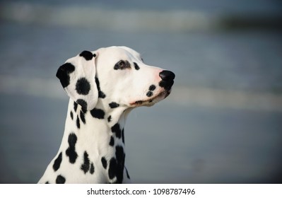 Dalmatian dog outdoor portrait against water