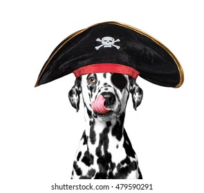 dalmatian dog in a pirate costume -- isolated on white