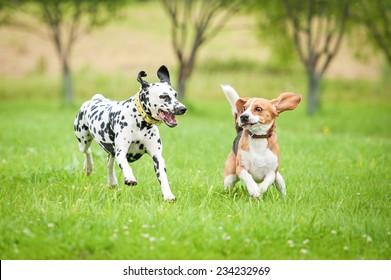 Dalmatian Dog Playing With Beagle