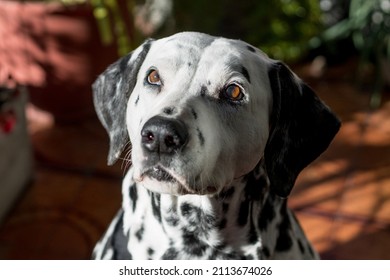 Dalmatian Dog Portrait With Attentive Look. Beautiful And Majestic White Dog With Black Spots. Close-up Outdoors In Summer Afternoon. Dog Movie Star.