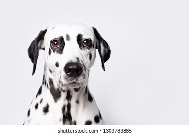 Dalmatian dog portrait isolated on white background. Copy space