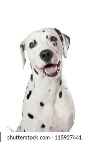 Dalmatian Dog Portrait On White Background