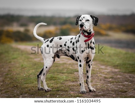 Dalmatian dog portrait stood up tall