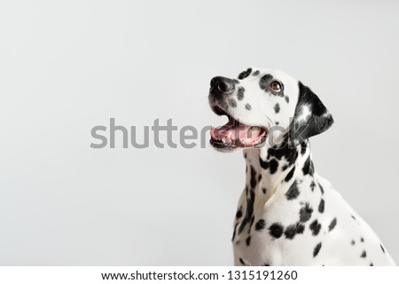 Dalmatian dog portrait with tongue out on white background. Dog looks left. Copy space