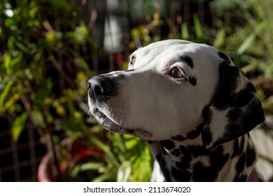 Dalmatian Dog Profile Close-up In Natural Environment. Young White Dog With Black Spots On Green Background In Sunny Summer Day. 101 Dalmatian Movie Star.