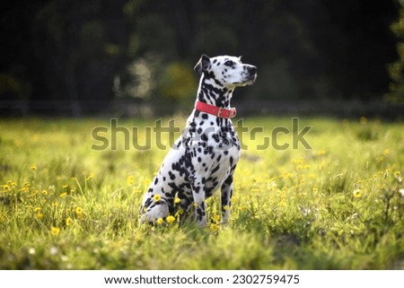 Dalmatian dog with red collar posing sitting surrounded by green nature, flowers and trees