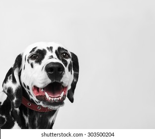 Dalmatian dog in a red leather collar laughs