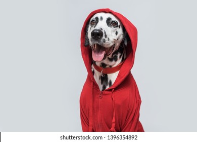 Dalmatian dog in red sweatshirt sits on white background. Dog head is covered by hood. Dog smile. Copy space