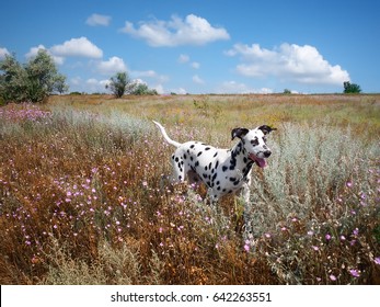 Dalmatian Dog Running In Field