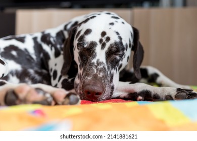 how many hours a day do dalmatians sleep