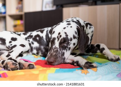 how many hours a day do dalmatians sleep