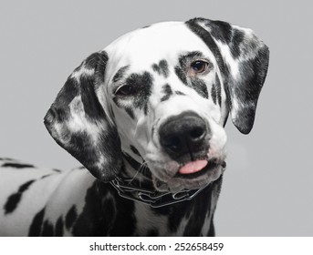 Dalmatian Dog Shows Tongue Closeup Stock Photo 252658459 | Shutterstock