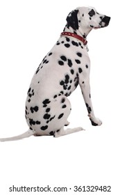 Dalmatian Dog Sitting