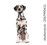 Dalmatian dog sitting and looking at camera on white background