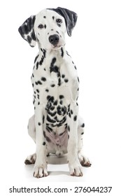 Dalmatian Dog Sitting  Looking In The Camera At A White Background