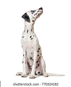 Dalmatian Dog, Sitting, Looking At The Camera, Isolated On White