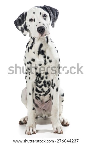 Dalmatian dog sitting  looking in the camera at a white background