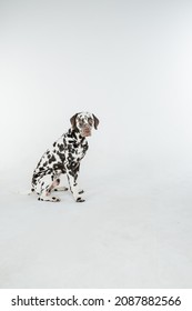 Dalmatian Dog Sitting Looking In The Camera.Beautiful Dalmation Dog Sitting Down On Isolated White Background. A Devoted Family Friend. Copy Space