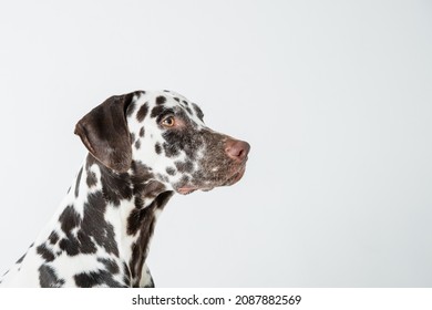 Dalmatian Dog Sitting Looking In The Camera.Beautiful Dalmation Dog Sitting Down On Isolated White Background.Dog Looks Right. Profile Of A Large Dog.Copy Space