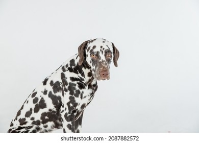 Dalmatian Dog Sitting Looking In The Camera.Beautiful Dalmation Dog Sitting Down On Isolated White Background. A Devoted Family Friend. Copy Space