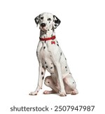 Dalmatian dog sitting and wearing a red collar isolated on white background