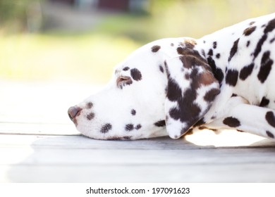 how many hours a day do dalmatians sleep