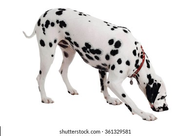 Dalmatian Dog Smelling