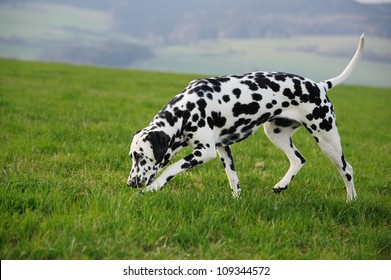 Dalmatian Dog Sniffing