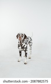 Dalmatian Dog Standing And Looking In The Camera.Beautiful Dalmation Dog Is Isolated On White Background.purebred Dalmatian Pet From 101 Dalmatian, Cruella Movie