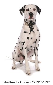 Dalmatian Dog In A Studio