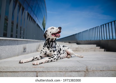 Dalmatian Dog Walking In The City Portrait 