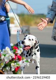 Dalmatian Dog Walks On A Leash, The Owner Extends Her Hand To Greet Her Friend In Selective Focus. Concept Meeting, Say Hello, Greeting.