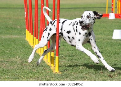 A Dalmatian Doing Dog Agility