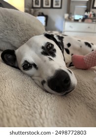 Dalmatian face looking straight while laying down