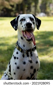 341 Dalmatian laying Images, Stock Photos & Vectors | Shutterstock