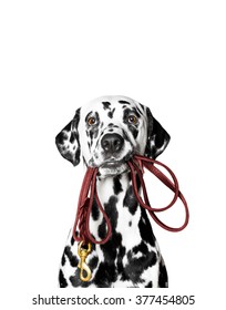 Dalmatian is holding the leash in its mouth. 