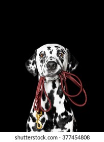 Dalmatian is holding the leash in its mouth. 
