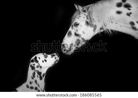 Similar – Image, Stock Photo Look me in the eyes mare.