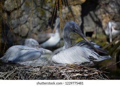 Dalmatian Pelican Ducklings In Their Nest