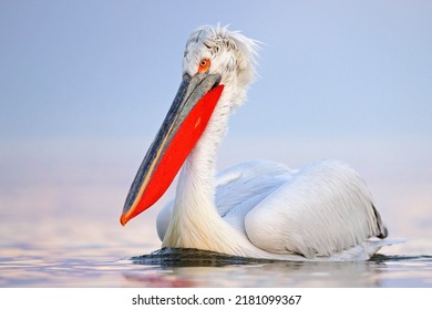 The Dalmatian Pelican (Pelecanus Crispus)