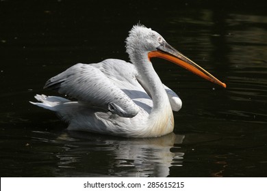 Dalmatian Pelican (Pelecanus Crispus). 