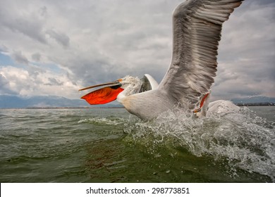 Dalmatian Pelican, Pelecanus Crispus