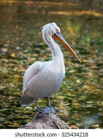 Dalmatian Pelican (Pelecanus Crispus)