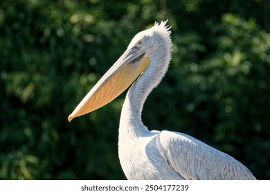 Dalmatian Pelican (Pelecanus crispus). This is one of the largest migratory birds. Close-up of the bird. - Powered by Shutterstock