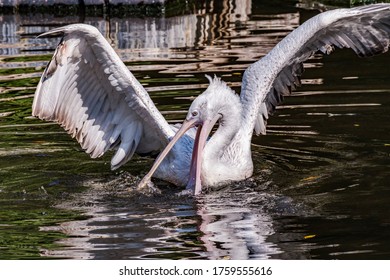 Dalmatian Pelican (Pelecanus Crispus) In Zoo