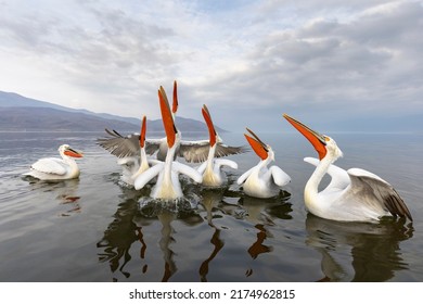 Dalmatian pelicans near Kerkini Lake in northern Greece. - Shutterstock ID 2174962815