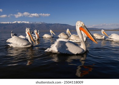 Dalmatian pelicans seen during winter season near Kerkini Lake, Greece. - Powered by Shutterstock