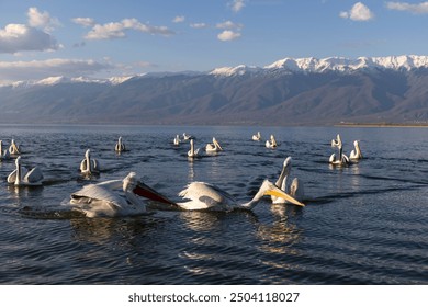 Dalmatian pelicans seen during winter season near Kerkini Lake, Greece. - Powered by Shutterstock